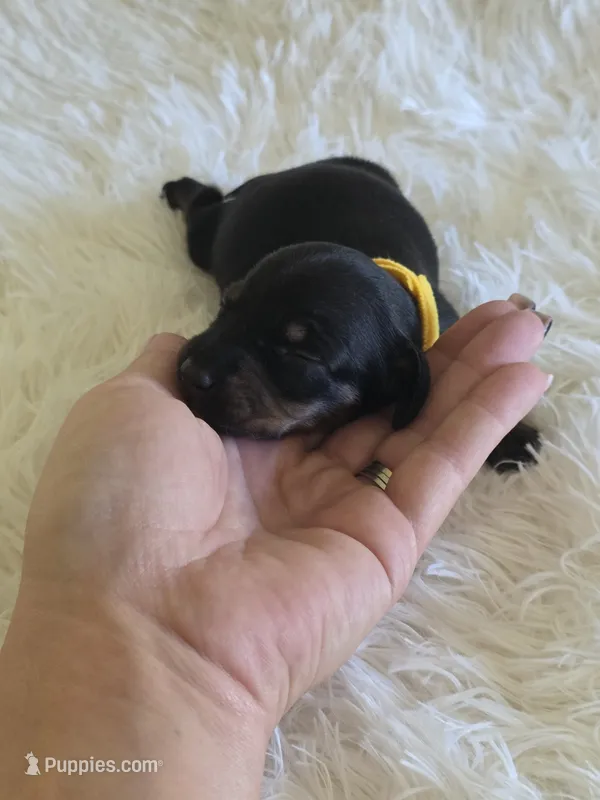 Yellow Boy – Miniature Dachshund puppy for sale in Canterbury, CT