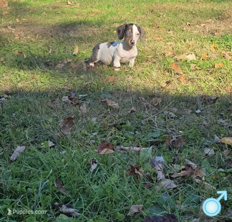 Blue Boy – Miniature Dachshund puppy for sale in Canterbury, CT