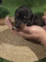 Yellow Boy, a male Miniature Dachshund for sale in Canterbury, CT – 6 of 10