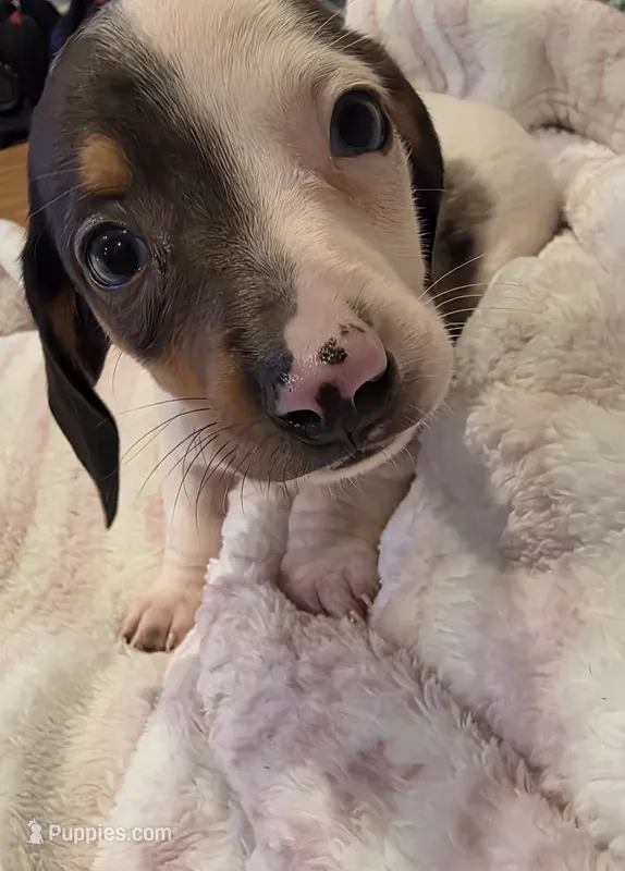 Blue Boy – Miniature Dachshund puppy for sale in Canterbury, CT