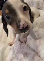 Blue Boy, a male Miniature Dachshund for sale in Canterbury, CT – 1 of 10