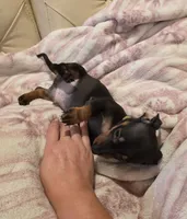Yellow Boy, a male Miniature Dachshund for sale in Canterbury, CT – 2 of 10