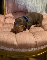 Blue Boy, a male Miniature Dachshund for sale in Canterbury, CT – 4 of 5