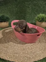 Purple Girl, a female Miniature Dachshund for sale in Canterbury, CT – 5 of 8