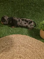 Green Boy, a male Miniature Dachshund for sale in Canterbury, CT – 4 of 10