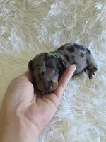 Green Boy, a male Miniature Dachshund for sale in Canterbury, CT – 1 of 3