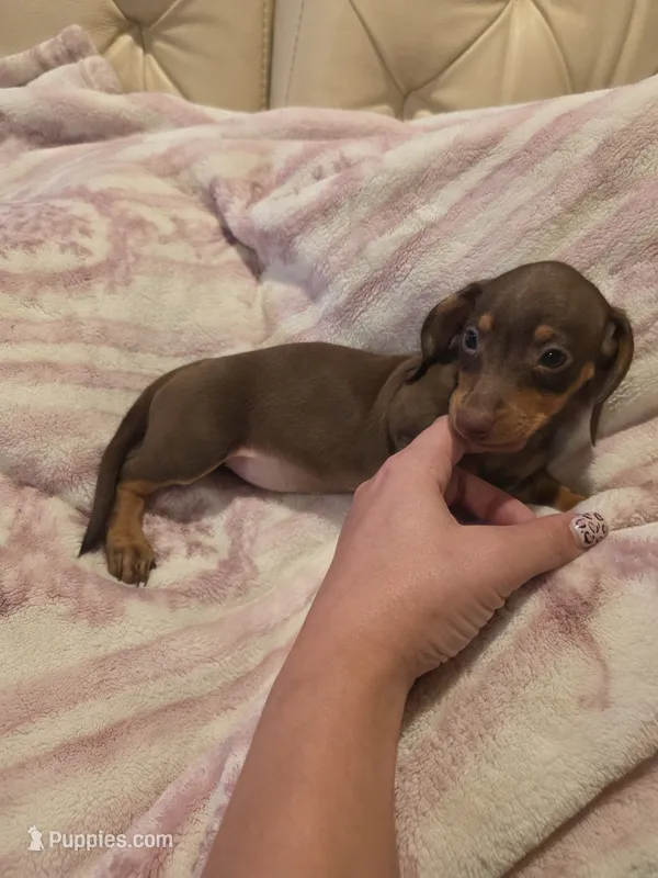 Purple Girl – Miniature Dachshund puppy for sale in Canterbury, CT