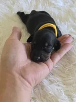 Yellow Boy, a male Miniature Dachshund for sale in Canterbury, CT – 2 of 3