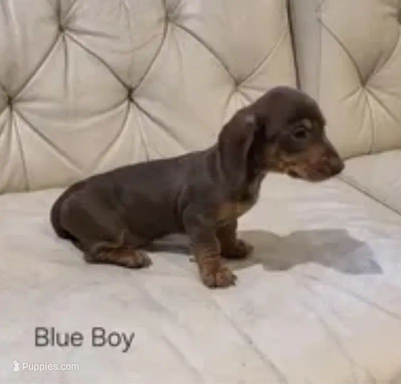 Blue Boy – Miniature Dachshund puppy for sale in Canterbury, CT