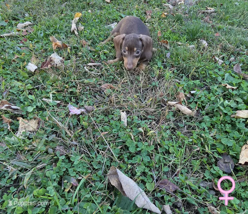 Purple Girl – Miniature Dachshund puppy for sale in Canterbury, CT