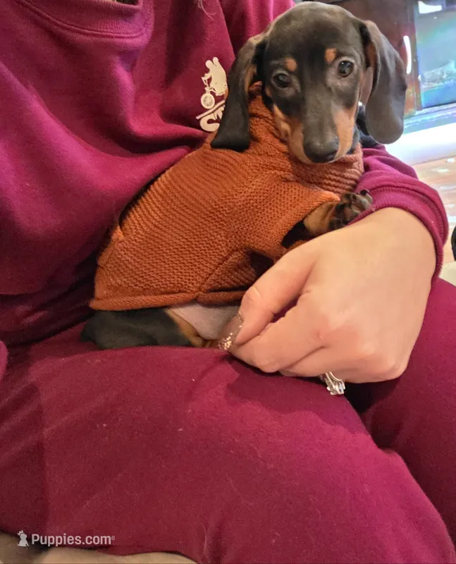Yellow Boy – Miniature Dachshund puppy for sale in Canterbury, CT