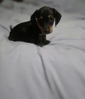 Apollo/Orange Boy , a male Miniature Dachshund for sale in Canterbury, CT – 3 of 3