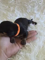 Orange Boy, a male Miniature Dachshund for sale in Canterbury, CT – 2 of 3