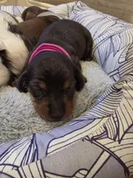 Fushia Girl, a female Miniature Dachshund for sale in Canterbury, CT – Photo 6 of 7