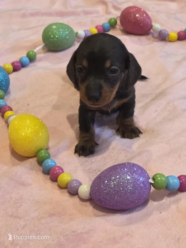 Fushia Girl – Miniature Dachshund puppy for sale in Canterbury, CT