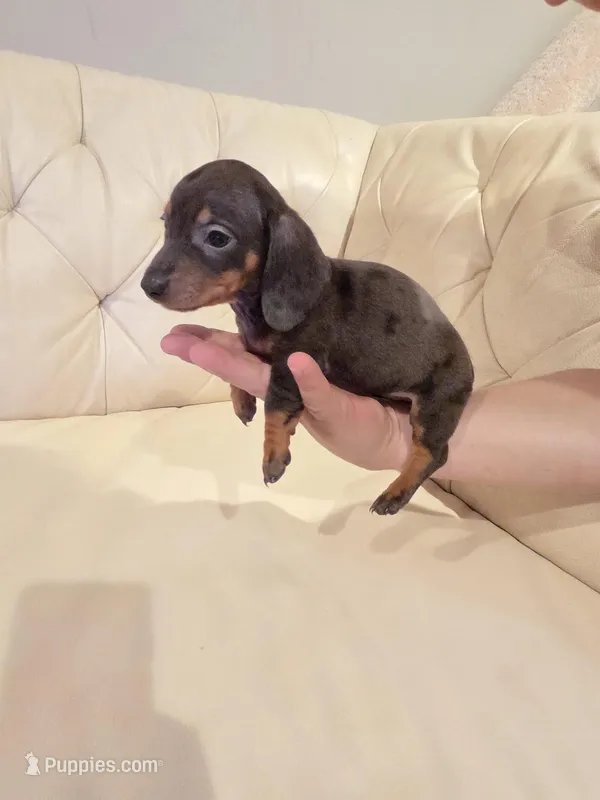 Fushia Girl – Miniature Dachshund puppy for sale in Canterbury, CT