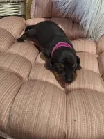 Fushia Girl, a female Miniature Dachshund for sale in Canterbury, CT – Photo 1 of 7