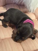 Fushia Girl, a female Miniature Dachshund for sale in Canterbury, CT – Photo 4 of 7