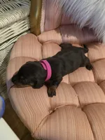 Fushia Girl, a female Miniature Dachshund for sale in Canterbury, CT – Photo 2 of 7