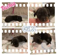Fushia Girl, a female Miniature Dachshund for sale in Canterbury, CT – Photo 7 of 7