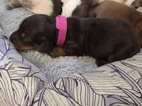 Fushia Girl, a female Miniature Dachshund for sale in Canterbury, CT – Photo 5 of 7