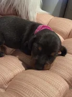 Fushia Girl, a female Miniature Dachshund for sale in Canterbury, CT – Photo 3 of 7