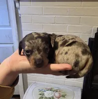 Purple Girl, a female Miniature Dachshund for sale in Canterbury, CT – Photo 2 of 3