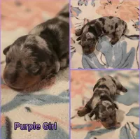Purple Girl, a female Miniature Dachshund for sale in Canterbury, CT – Photo 1 of 3