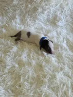 Blue Boy, a male Miniature Dachshund for sale in Canterbury, CT – 4 of 4