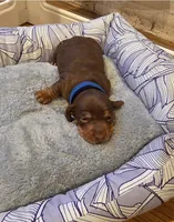 Blue Boy, a male Miniature Dachshund for sale in Canterbury, CT – 5 of 5