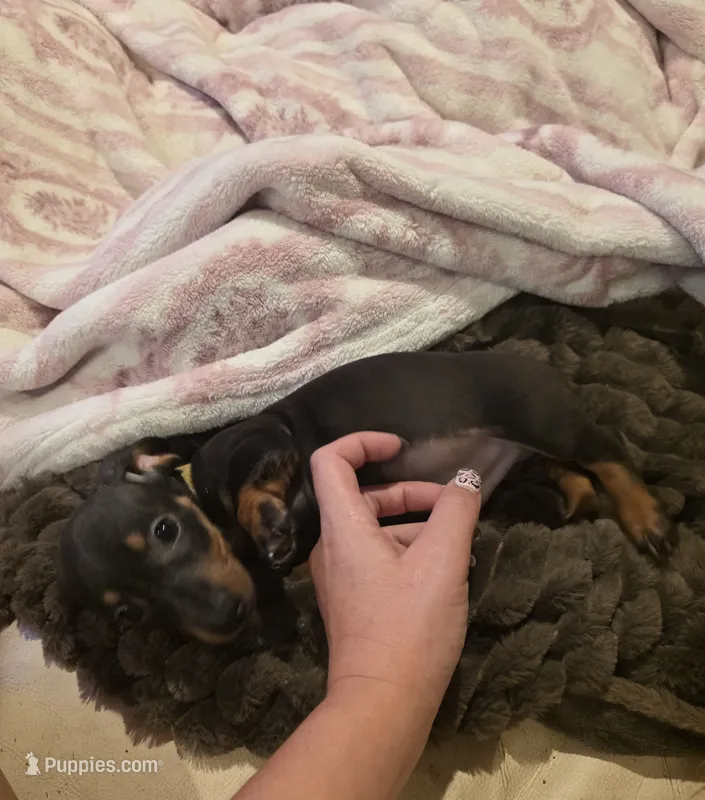 Yellow Boy – Miniature Dachshund puppy on hold in Canterbury, CT