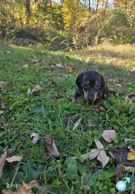 Red Boy  – Miniature Dachshund puppy for sale in Canterbury, CT
