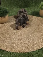 Green Boy, a male Miniature Dachshund for sale in Canterbury, CT – 6 of 10