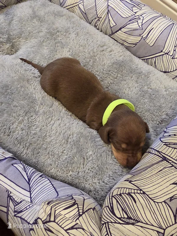 Neon Boy – Miniature Dachshund puppy for sale in Canterbury, CT