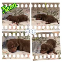 Neon Boy, a male Miniature Dachshund for sale in Canterbury, CT – Photo 4 of 4