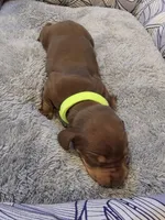 Neon Boy, a male Miniature Dachshund for sale in Canterbury, CT – Photo 3 of 4