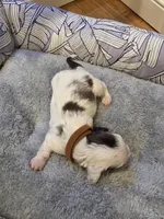 Brown Boy, a male Miniature Dachshund for sale in Canterbury, CT – Photo 3 of 6