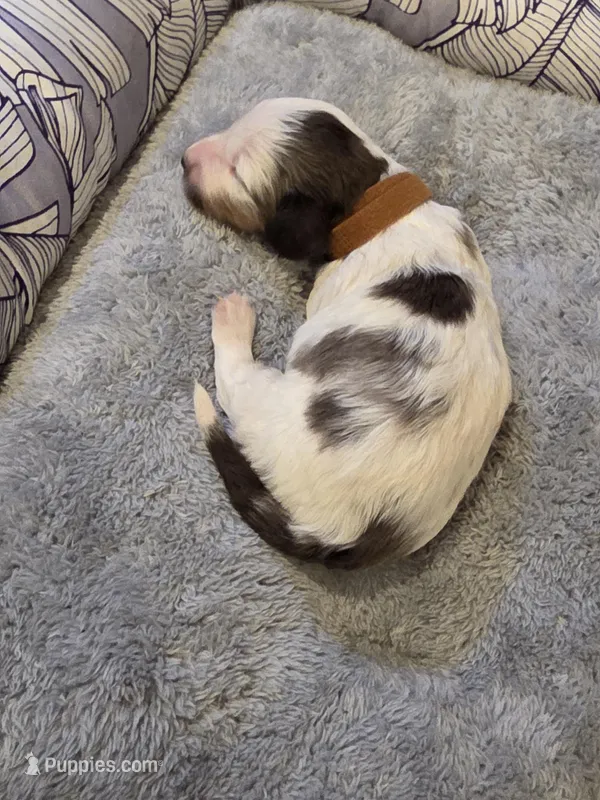 Brown Boy – Miniature Dachshund puppy for sale in Canterbury, CT