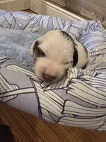 Brown Boy, a male Miniature Dachshund for sale in Canterbury, CT – Photo 4 of 6