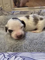 Brown Boy, a male Miniature Dachshund for sale in Canterbury, CT – Photo 2 of 6