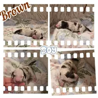 Brown Boy, a male Miniature Dachshund for sale in Canterbury, CT – Photo 6 of 6