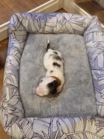 Brown Boy, a male Miniature Dachshund for sale in Canterbury, CT – Photo 5 of 6