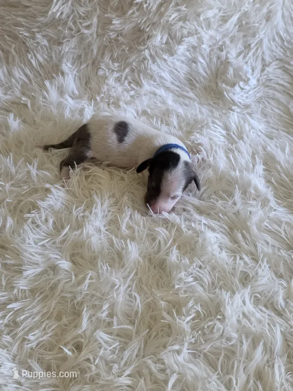 Blue Boy – Miniature Dachshund puppy for sale in Canterbury, CT
