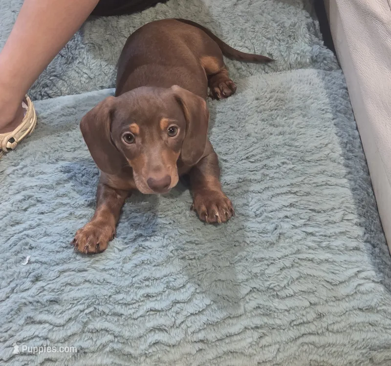 Blue Boy – Miniature Dachshund puppy for sale in Canterbury, CT