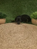 Pink Girl, a female Miniature Dachshund for sale in Canterbury, CT – 7 of 10