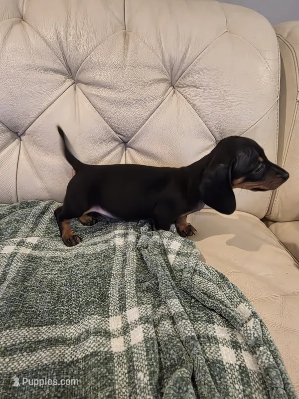 Red Boy  – Miniature Dachshund puppy for sale in Canterbury, CT