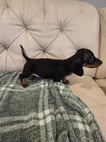 Red Boy , a male Miniature Dachshund for sale in Canterbury, CT – 1 of 10