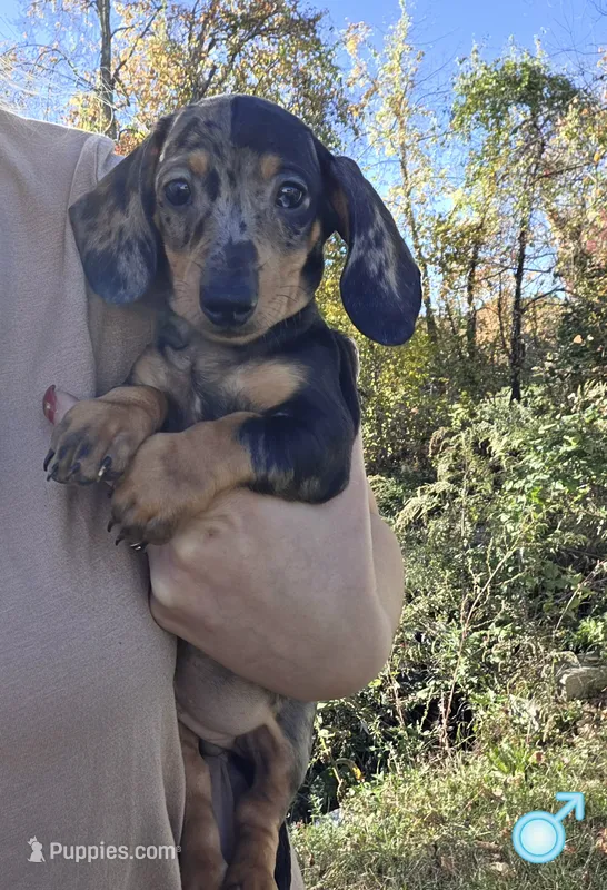 Green Boy – Miniature Dachshund puppy for sale in Canterbury, CT