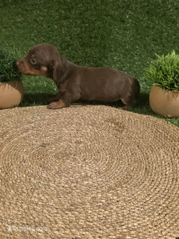 Purple Girl – Miniature Dachshund puppy for sale in Canterbury, CT