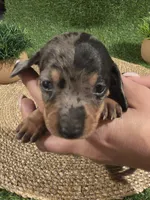 Green Boy, a male Miniature Dachshund for sale in Canterbury, CT – 7 of 10